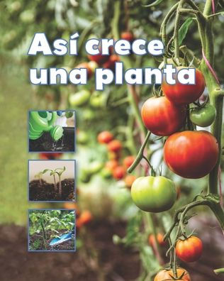 As? crece una planta / A Plant Grows (F?cil de leer / Easy to Read) (Spanish Edition) (F?cil De Leer / Easy to Read)