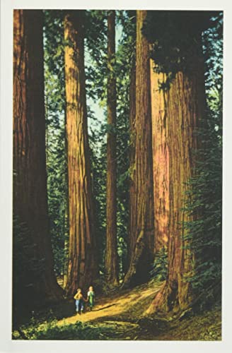 The Vintage Journal Sequoia Trees (Pocket Sized