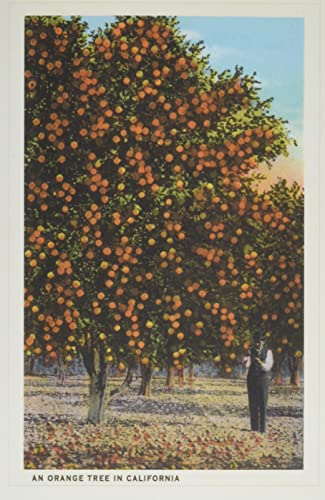 Vintage Journal Orange Grove (Pocket Sized