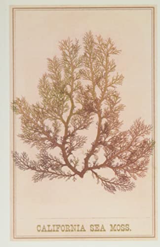 Vintage Journal California Sea Moss (Pocket Sized