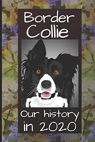 Border Collie: Our Story In 2020