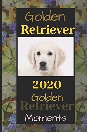 Golden Retriever: 2020 Golden Retriever Moments