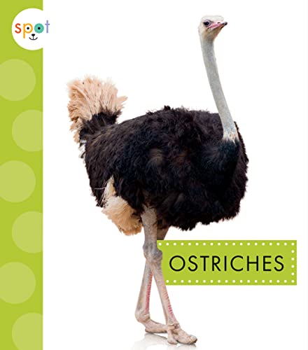 Ostriches (Spot Big Birds)