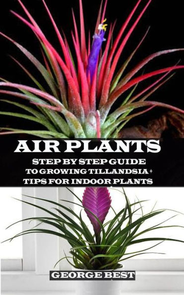 AIR PLANT: Step by Step Guide to Growing Tillandsia + Tips for Indoor Plants