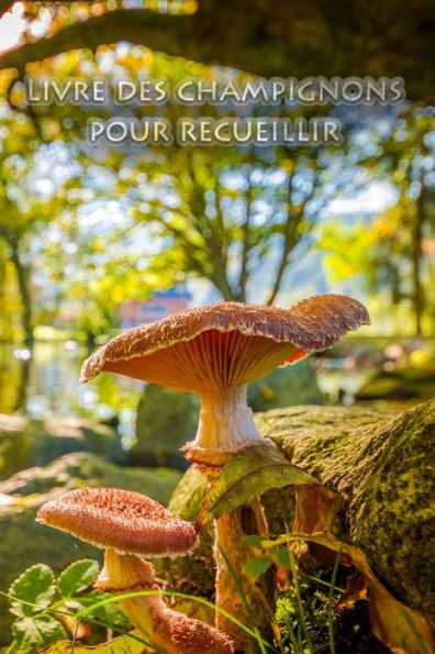 Livre Des Champignons Pour Recueillir : Spammerl Et Champignons - Le Livre Pour Les Vrais Amis De La Nature Et Les Cueilleurs De Champignons