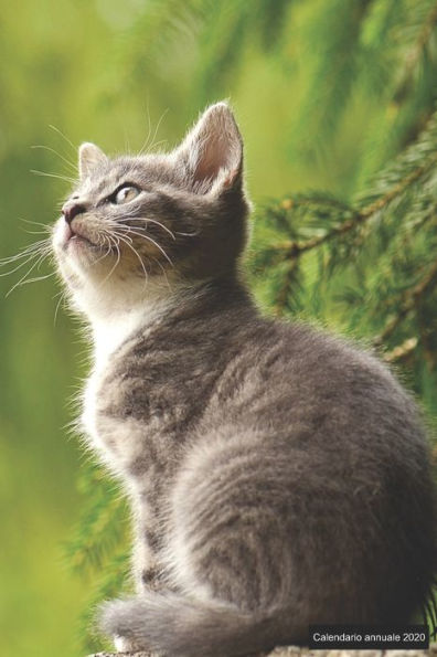 Calendario annuale 2020: ? Manuale dell'organizzatore pratico per il 2020 ? Anteprima di 12 mesi ? 52 pianificatore settimanale con compiti e ... 6x9 ? motif: junge Katze (Italian Edition)