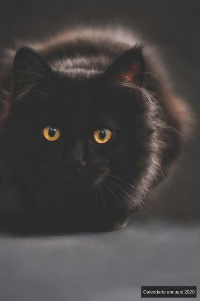 Calendario annuale 2020: ? Manuale dell'organizzatore pratico per il 2020 ? Anteprima di 12 mesi ? 52 pianificatore settimanale con compiti e ... 6x9 ? motif: schwarze Katze (Italian Edition)