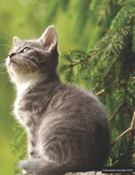 Calendario annuale 2020: ? Manuale dell'organizzatore pratico per il 2020 ? Anteprima di 12 mesi ? 52 pianificatore settimanale con compiti e ... A4+ ? motif: junge Katze (Italian Edition)