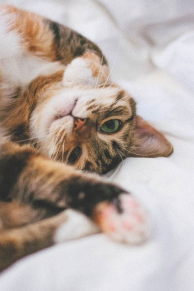 Meow - 9781709138355