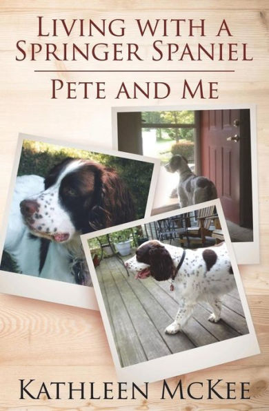Living With A Springer Spaniel : Pete And Me