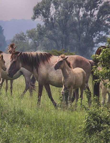 Horses Graph Paper Book: 8.5 x 11 Quad Rule Graph Paper 200 pages (100 pages)