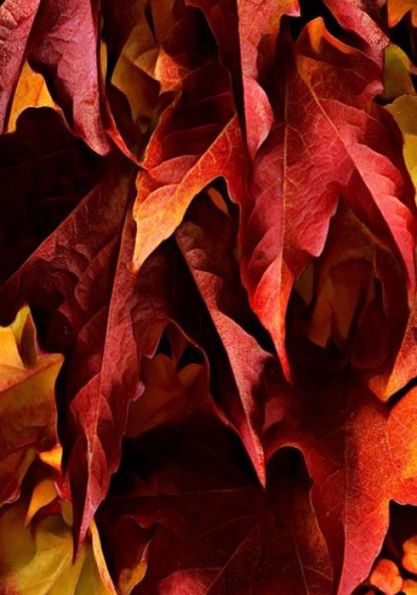 Halloween Activity Book (Halloween Journals) - 9781723986253