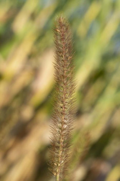 bamboo grass