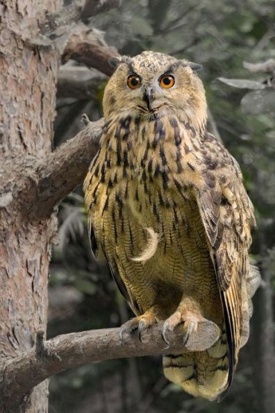eagle owl