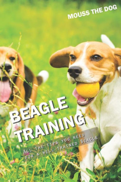 BEAGLE TRAINING: All the tips you need for a well-trained Beagle