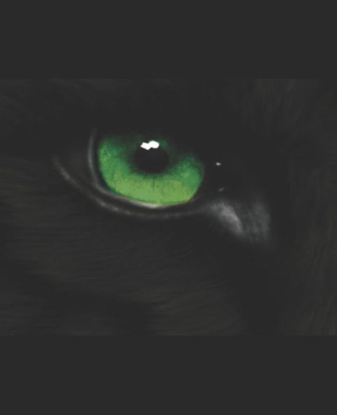 Wolf : Beginnings Book 1 Of The Wolf Series