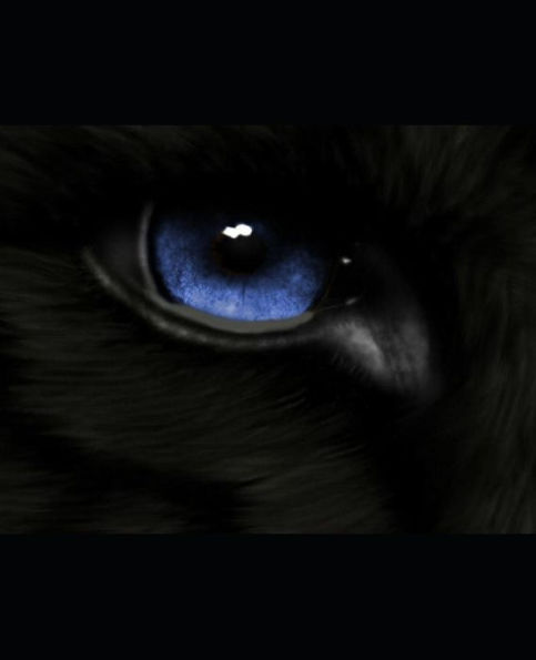 Wolf: Answers: Book 2 Of The Wolf Series.