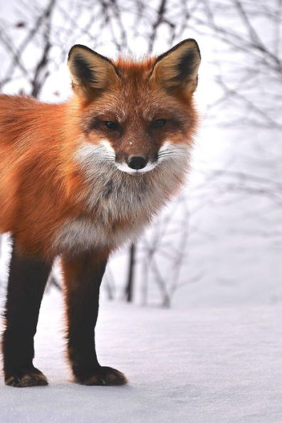 FOX: The red fox's resourcefulness has earned it a legendary reputation for intelligence and cunning.