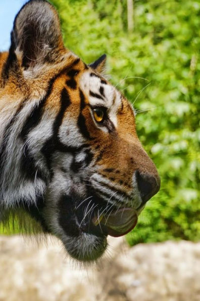 HUNGRY TIGER: The tiger is the largest cat species, most recognizable for its pattern of dark vertical stripes on reddish-orange fur with a lighter underside.