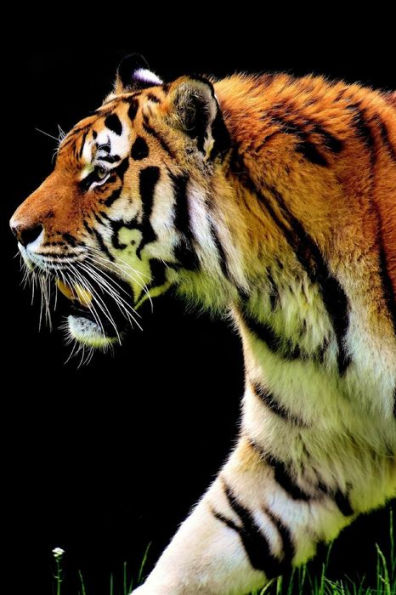 HUNTING TIGER: They are very good swimmers and have been known to kill prey while swimming.