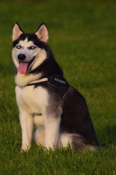 Husky: This is a general name for a sled-type of dog used in northern regions, differentiated from other sled-dog types by their fast pulling style. ... cross-breed of the fastest dogs.