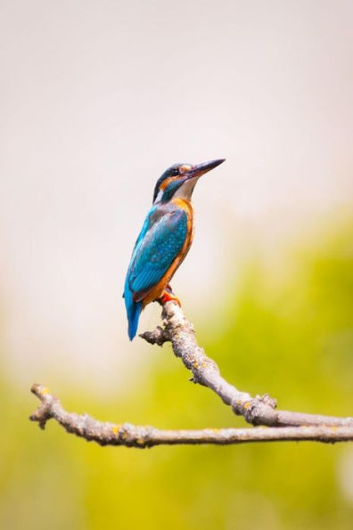 KINGFISHER: The family contains 114 species and is divided into three subfamilies and 19 genera. Often seen as a blue flash while hunting for fish. ... orange birds of slow moving or still water.