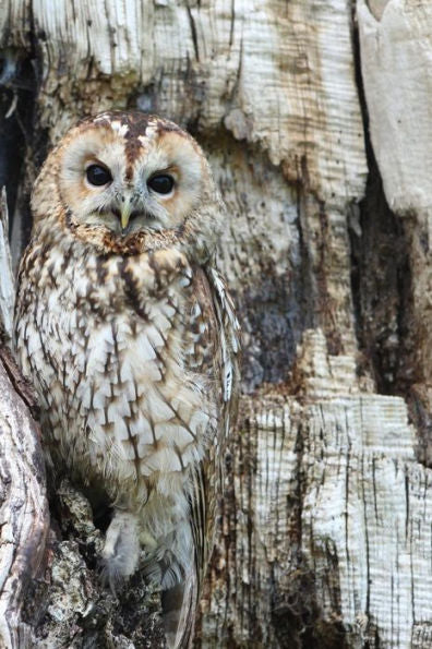 Owl: Birds From The Order Strigiformes, Which Includes About 200 Species Of Mostly Solitary And Nocturnal Birds Of Prey Wit