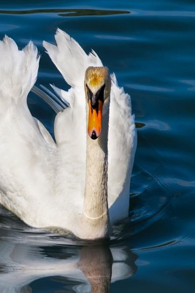 Swan: The Swan Is A Large Aquatic Bird Closely Related To Geese And Ducks. The Swan Is Known For Its Fierce Temperament And