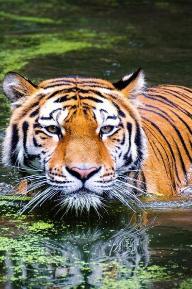Swimming Tiger: As The Largest Species In The Big Cat Family, Tigers Have More Surface Area That Heats Up, Which Is Probably Why They