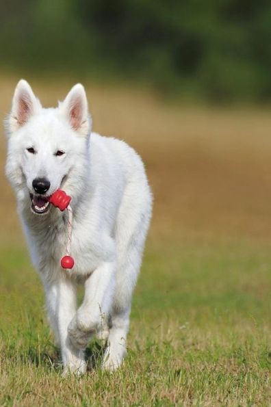 Swiss Shepherd: The White Swiss Shepherd Dog Became The 219Th Pedigree Dog Breed To Be Recognized By The Kennel Club In October 2017.