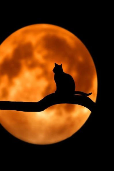 Talking To The Moon: Cats Are Nocturnal By Nature. They Vocalize To Connect To Each Other And To Us As Well.