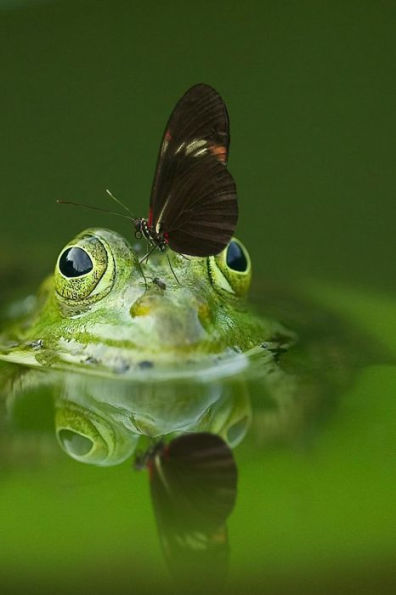 FROG AND A FRIEND: There are over 20,000 species of butterflies in the world.