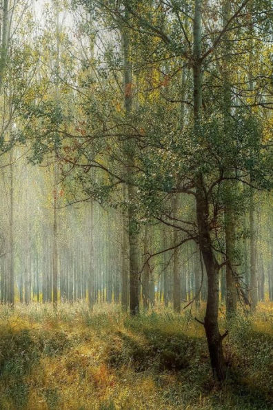 GREEN: A Beautiful green forest.