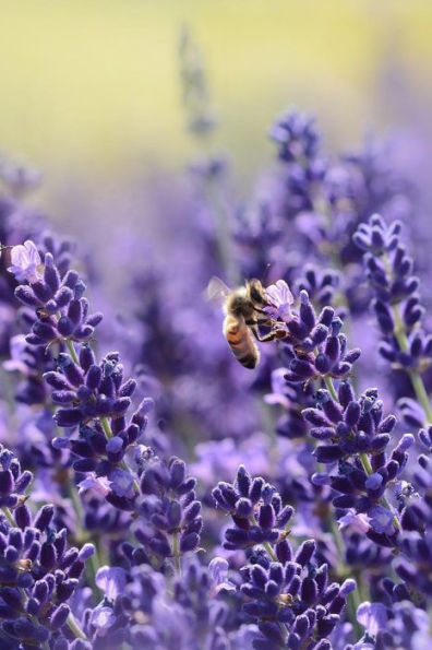 LAVENDER: Lavender is an herb. The flower and the oil of lavender are used to make medicine. Lavender is commonly used for anxiety, restlessness, insomnia, depression, headache and pain.