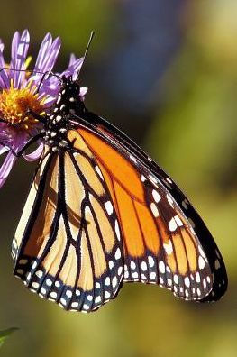 Monarch Butterfly: The Monarch Butterfly Or Simply Monarch Is A Milkweed Butterfly In The Family Nymphalidae.