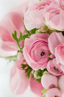 Pink Roses: Light Pink Roses Express Gentleness And Admiration While Dark Pink Roses Show Gratitude.