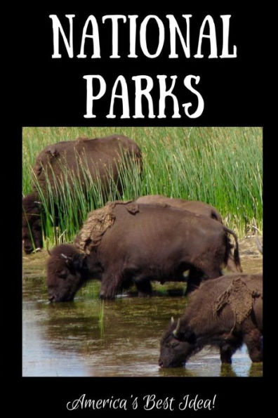 National Parks - America's Best Idea : Buffalo Drinking At Yellowstone