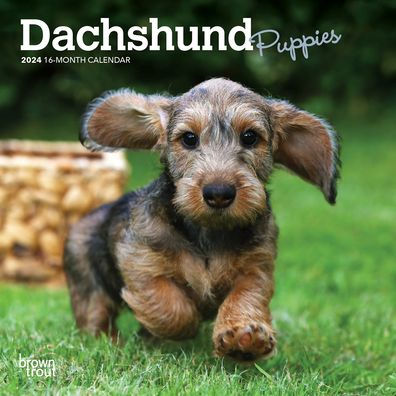 Dachshund Puppies | 2024 7 X 14 Inch Monthly Mini Wall Calendar | Browntrout | Animals Dog Breeds Puppy