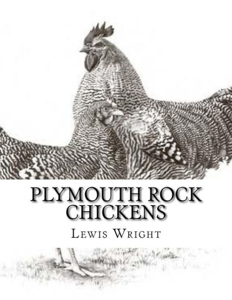 Plymouth Rock Chickens : From The Book Of Poultry