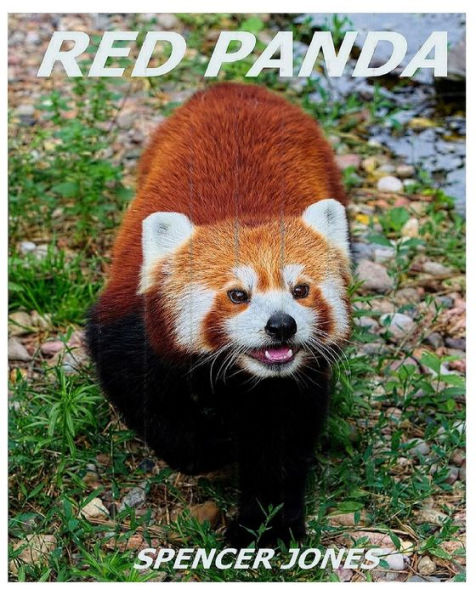 Red Panda : Learn About Red Pandas-Amazing Pictures & Fun Facts