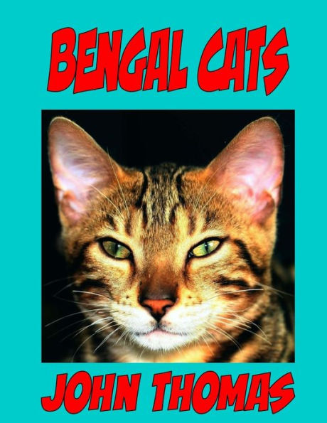 Gatos de Bengala: cómo comunicarse con su gato