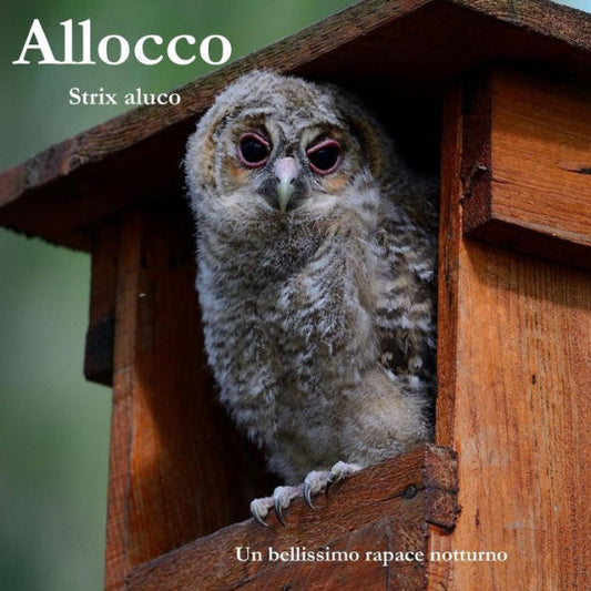 Allocco: Strix Aluco (La voliera senza sbarre) (Italian Edition)