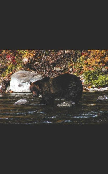 Babies, Barrels, and Bears (Safe in All Things)