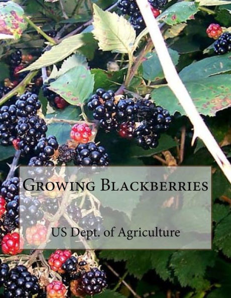 Growing Blackberries