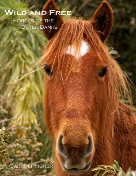 Wild And Free: Horses Of The Outer Banks