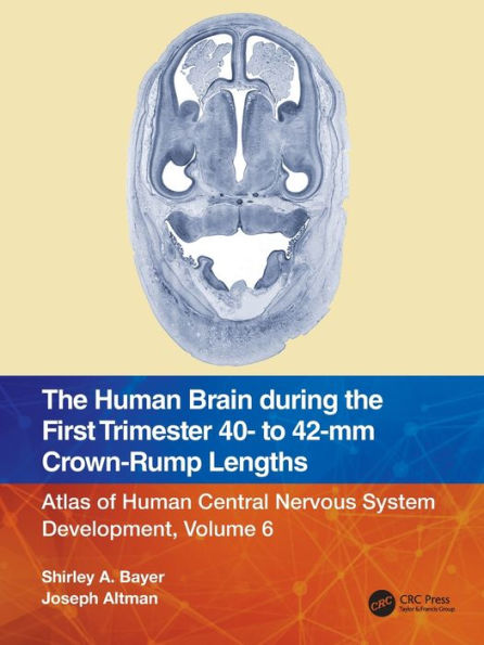 The Human Brain During The First Trimester 40- To 42-Mm Crown-Rump Lengths
