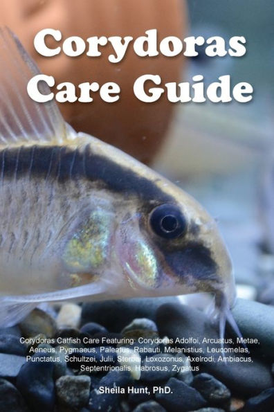 Corydoras Care Guide. Corydoras Catfish Care Featuring: Corydoras Adolfoi, Arcuatus, Metae, Aeneus, Pygmaeus, Paleatus, Rabauti, Melanistius, ... Ambiacus, Septentrionalis, Habrosus, Zygatus