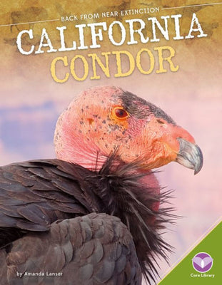 California Condor (Back from Near Extinction)