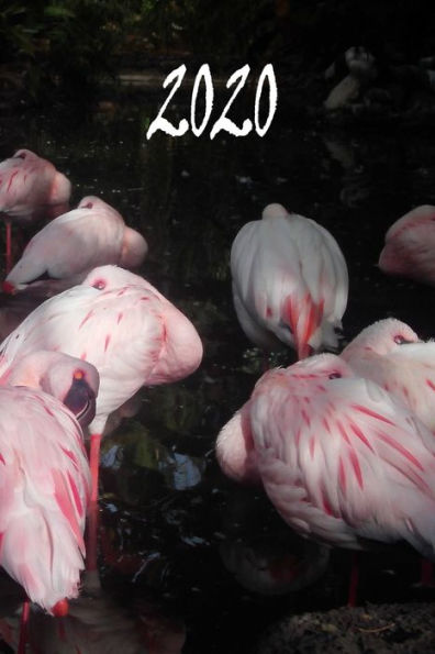 2020: Taschenkalender und Wochenplaner A5, 365 Tage, Design Flamingos (edición alemana)