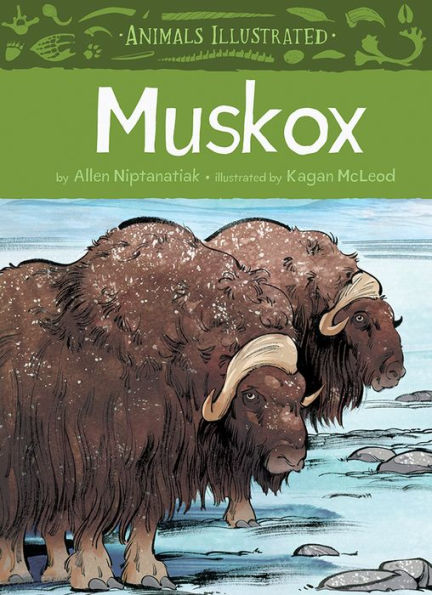 Animals Illustrated: Muskox (Animals Illustrated, 3)